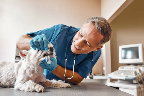 Best Emergency X-Rays and Diagnostics in Wadena, MN